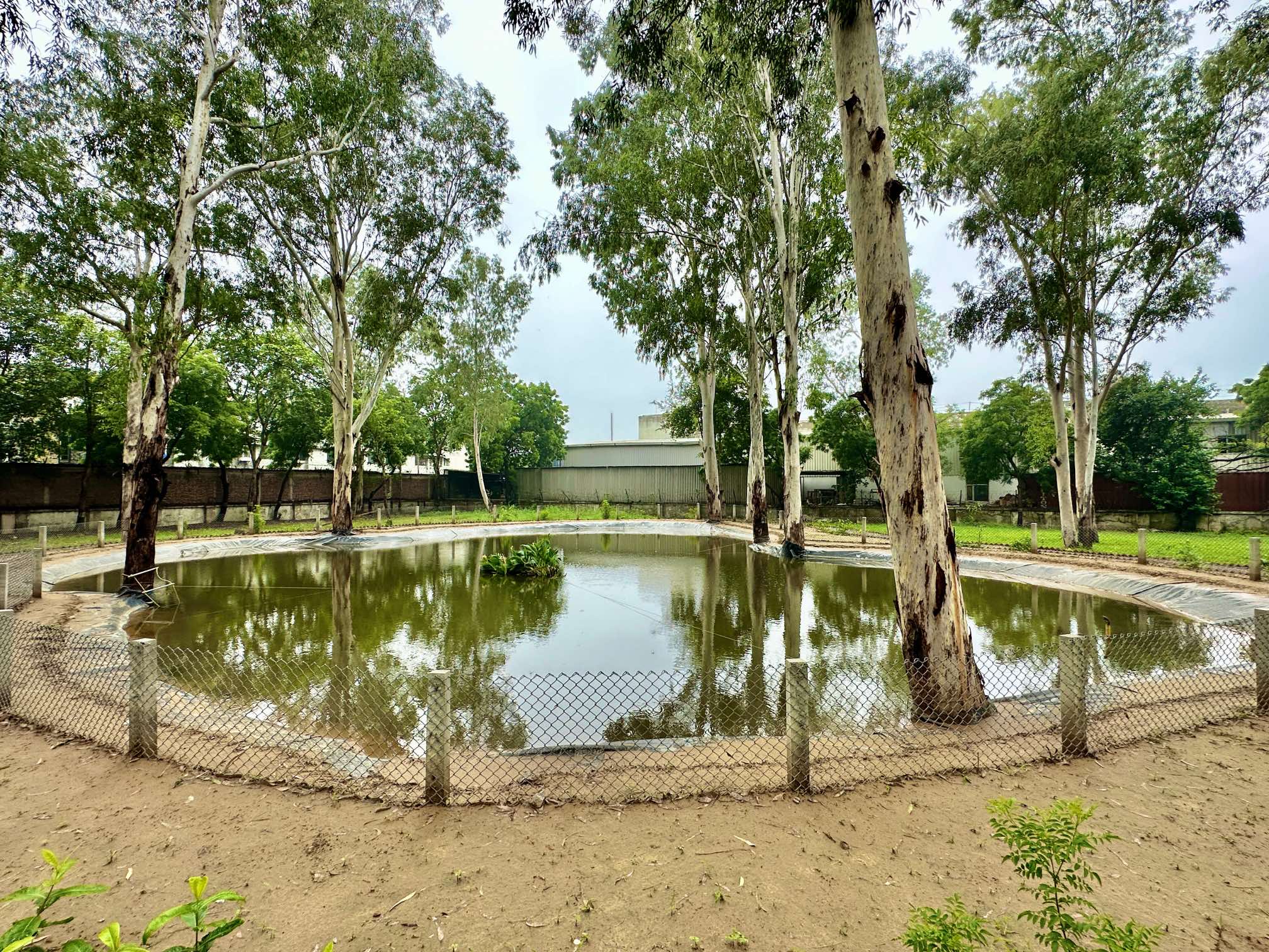 Pond with biodiversity