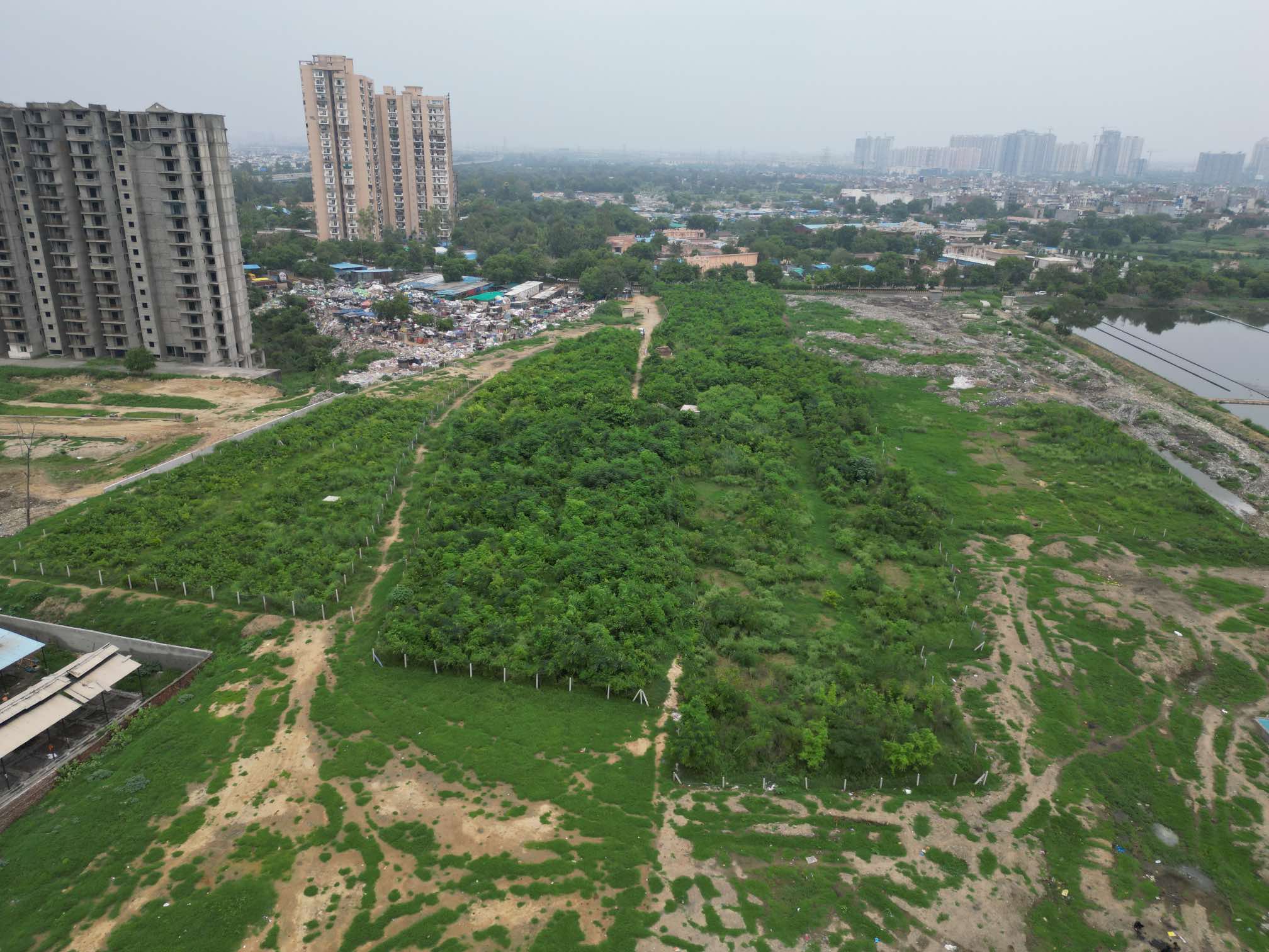 Urban forest greenery